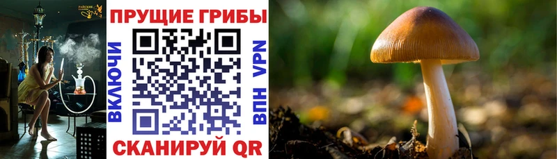 Галлюциногенные грибы Magic Shrooms  Купить  Нижняя Тура 